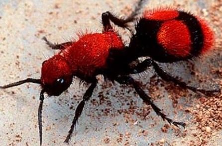 Red-Velvet-Ants-Facts-Giant-Male-Sting-and-Diet-Photo-courtesy-Jason-Wilcox-McDavid-Florida.jpg