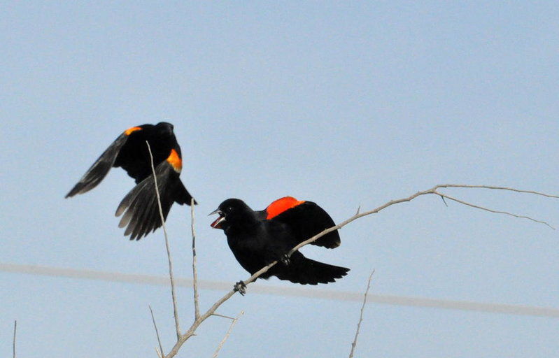 Red wing Blackbirds.jpg