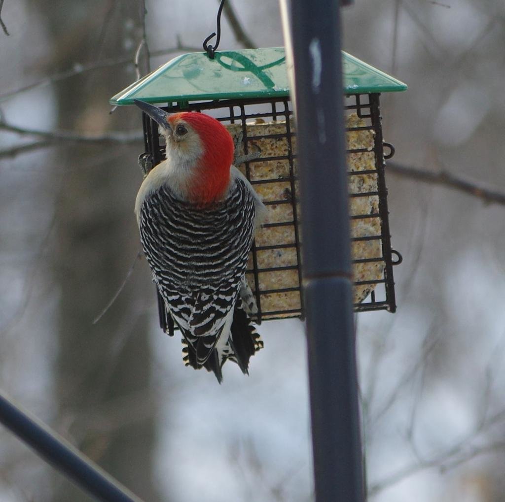 RedbelliedWoodpecker_zps56a2b581_a92108067ffe3b4a2e105e95ac4754e61119f0a0.jpg