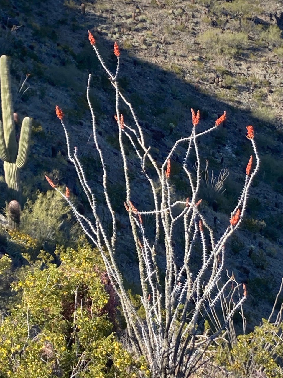 RedBlooms.jpg