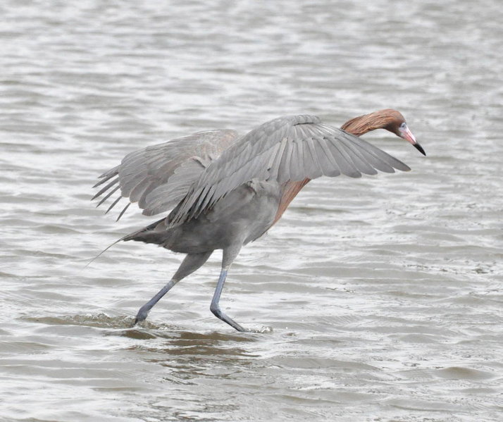 Reddish Egret.jpg