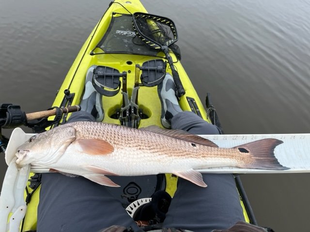 Redfish 27inch.jpg