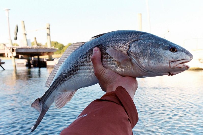Redfish.jpg