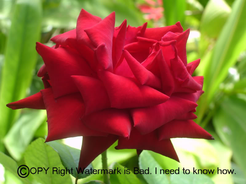 RedFlowerWater_ebb211f191808a68eb5199187d2c6cc58be1cfba.jpg