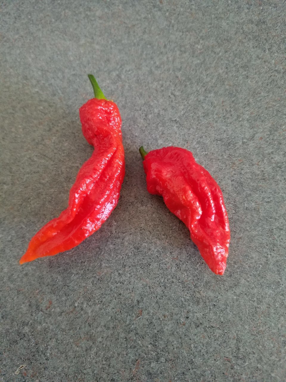 RedGhosts.jpg