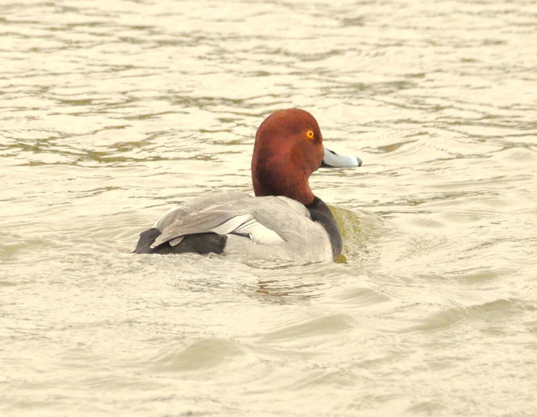 Redhead.jpg