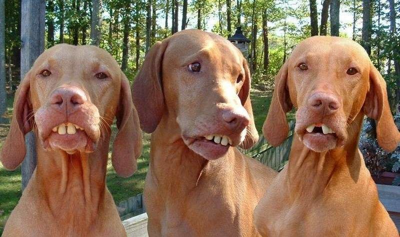 redneckdogs.jpg