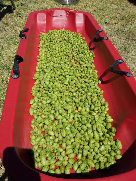 RedSled Hops.jpg