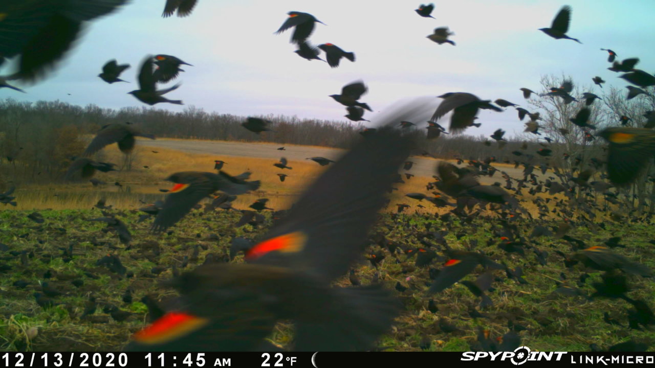 RedwingBlackbirds.jpg