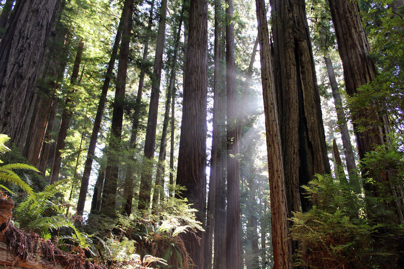 redwood.jpg