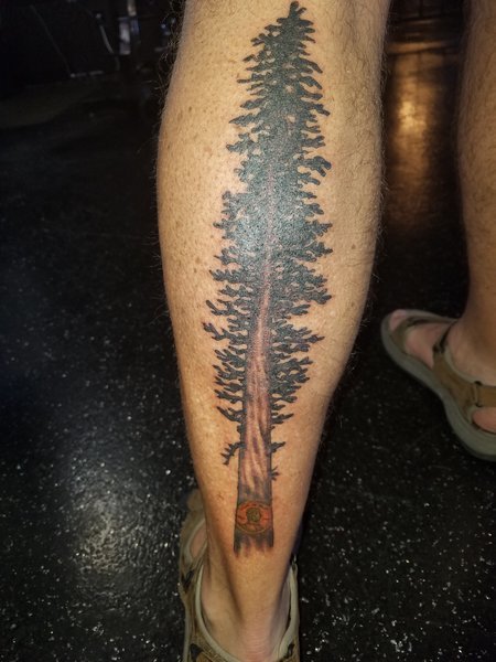Redwood.jpg