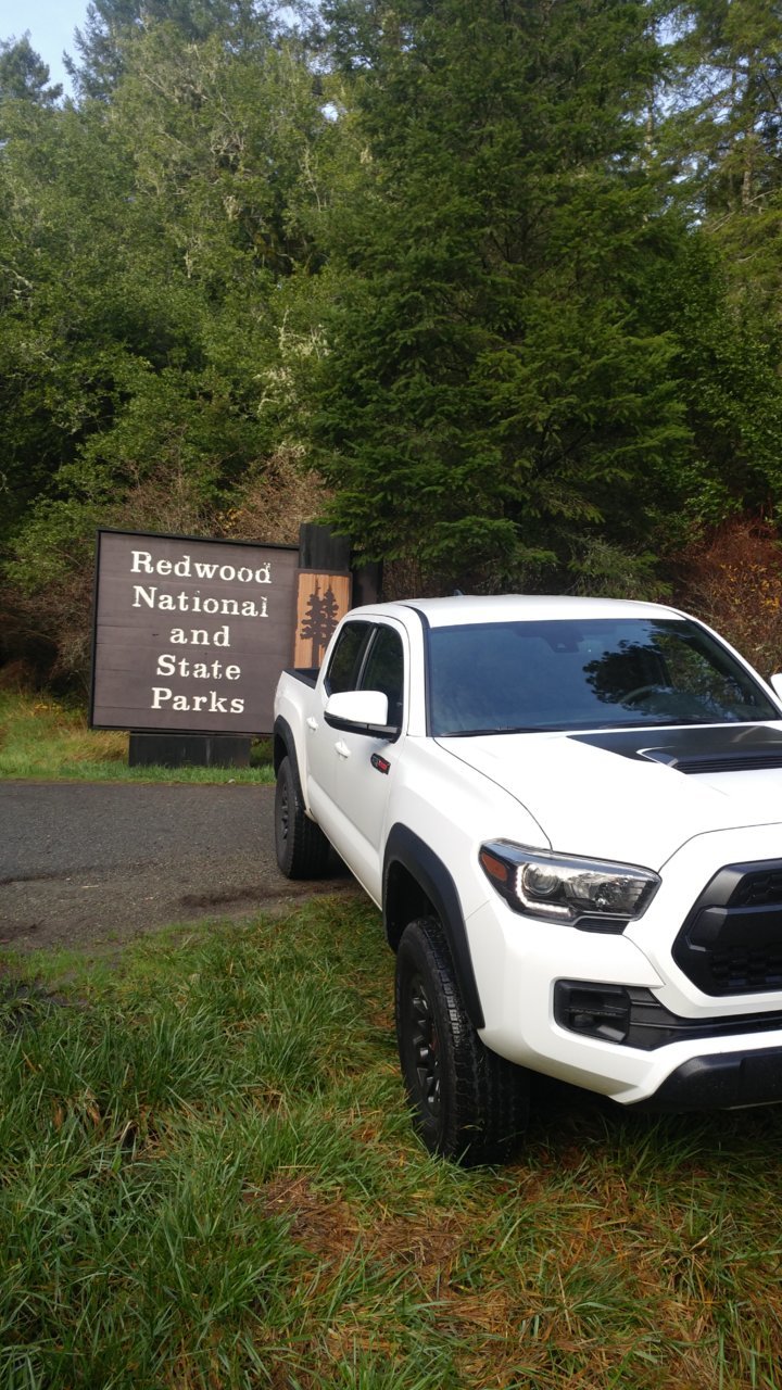 Redwood National Park.jpg