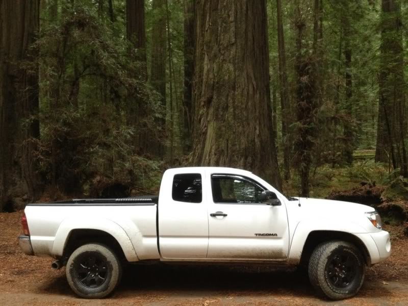 redwood_781cd2765eef17130fa87ce7315db52d8111215b.jpg