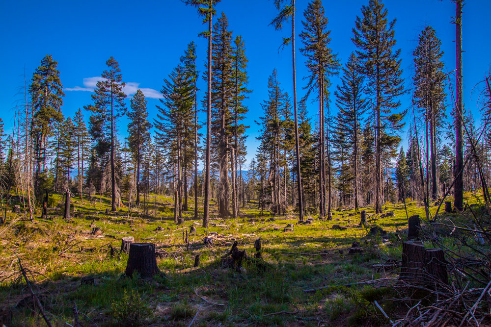 ReecerCreek-1_zps54c1dbc0_b59b1104f87b74dd1afae1deb635dd5b4e811b43.jpg