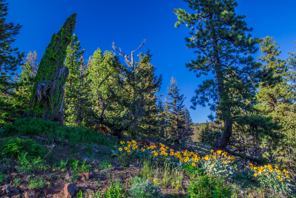 ReecerCreek-20_zps4b07a5a9_fc721195f686cce72f0b1f7300623a91f069cddf.jpg