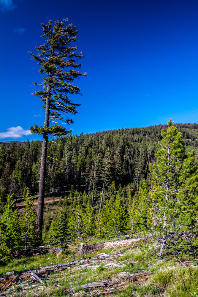ReecerCreek-5_zpse087a65d_862ccd9ad98b5be04d5c15878fa05124c3e12028.jpg