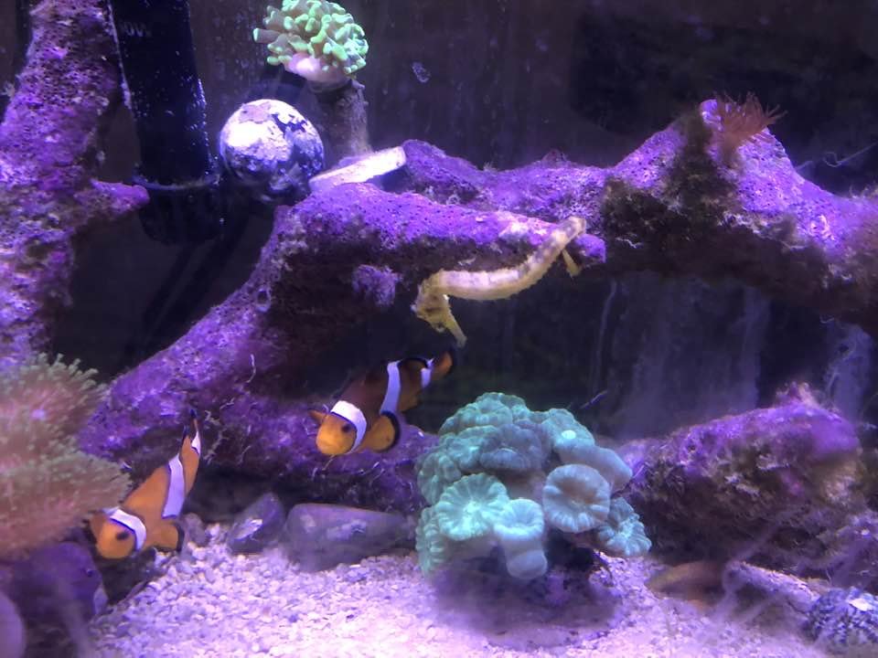 reef.jpg