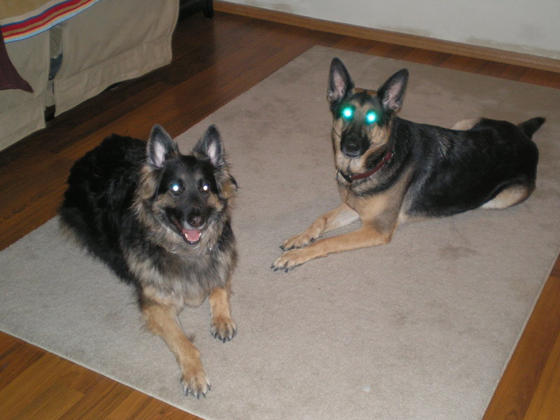 Reese and Jojo 001.jpg