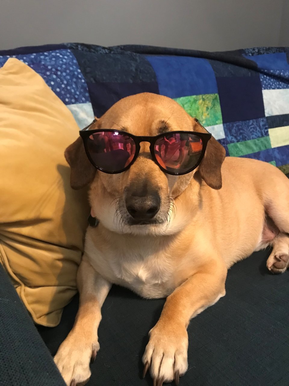 reggie.jpg