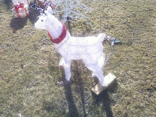 reindeer11.jpg