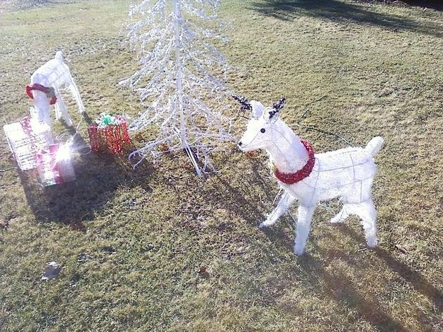 reindeer66.jpg