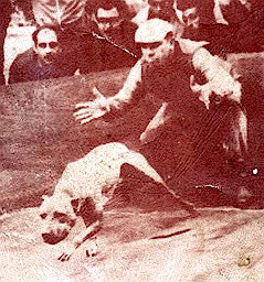 ReleasingpitBull_331196dffe75955f943ae5a911460b07275b4ad9.jpg