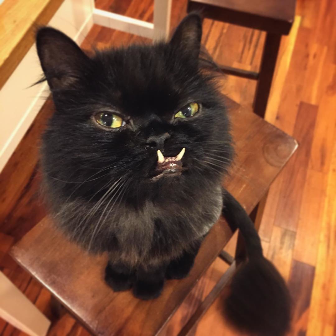 rescue-cat-princess-monster-truck-11.jpg