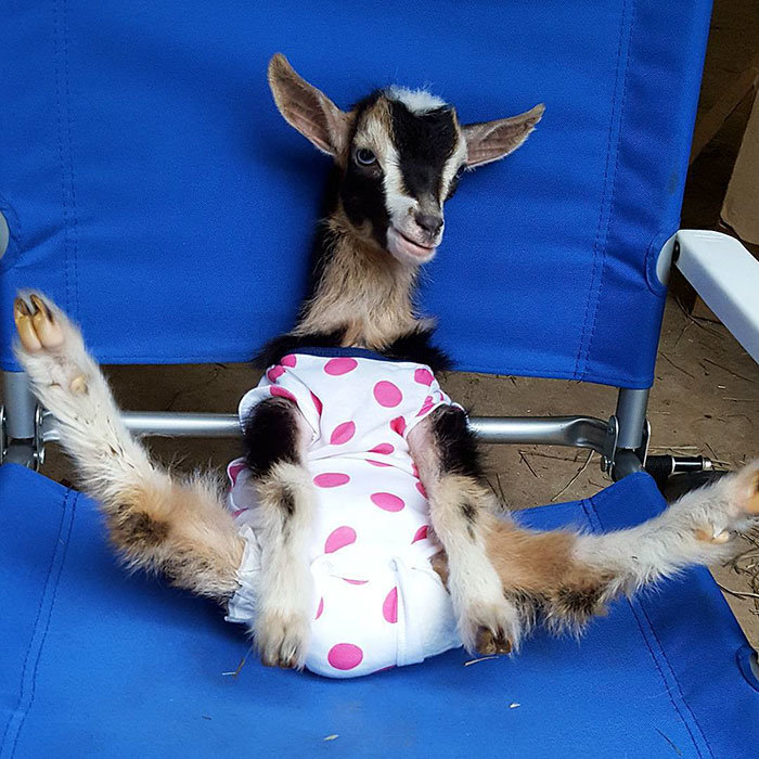 rescue-goat-duck-costume-goats-of-anarchy-polly-leanne-lauricella-3.jpg