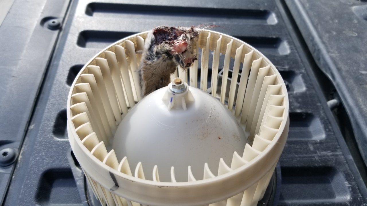 Resized_20180707_082240_8664.jpg