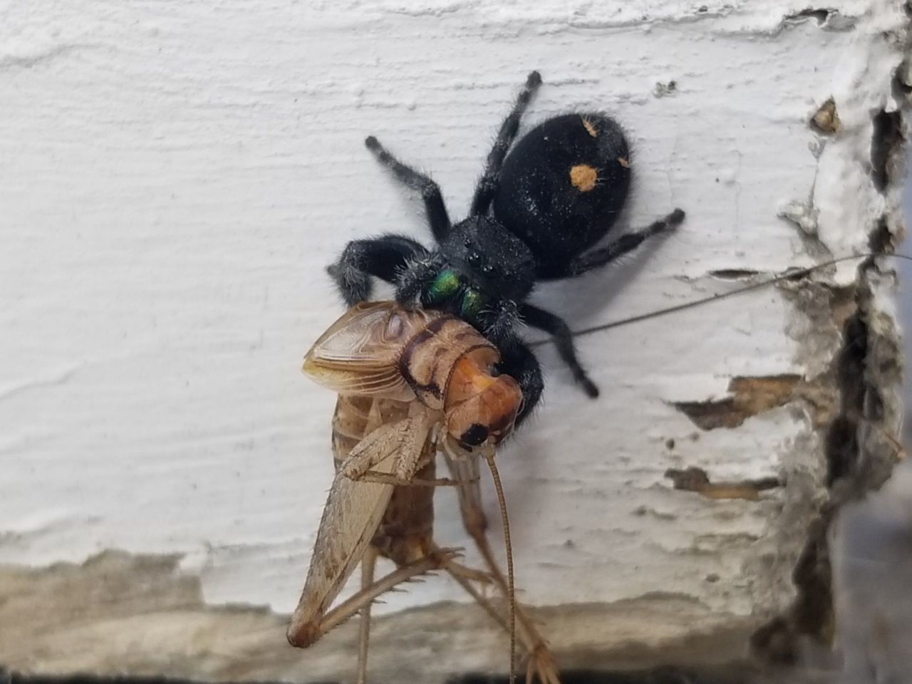 Resized_20180930_120908_2903.jpg