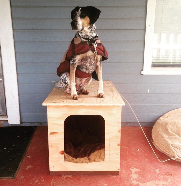rex on his house.jpg