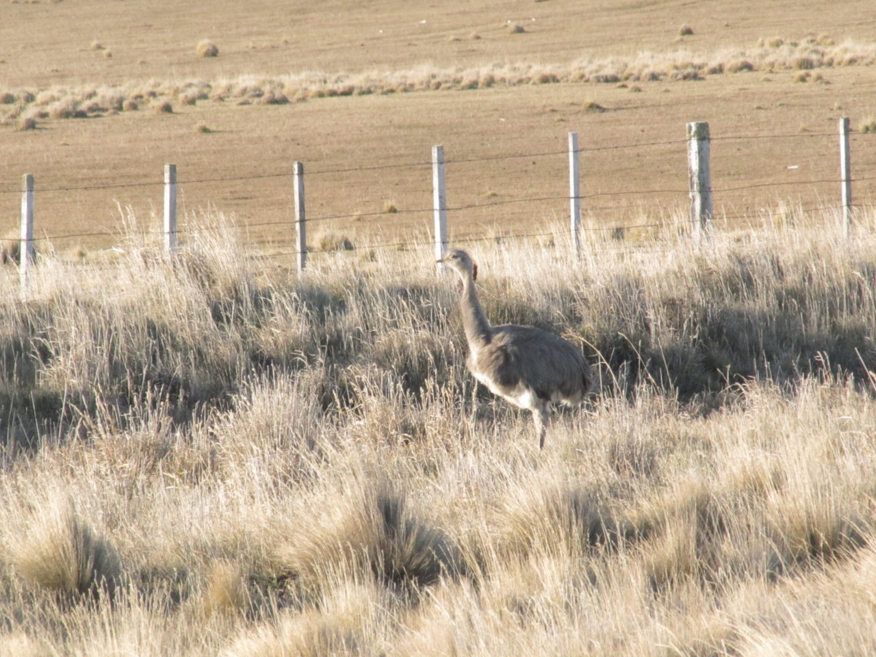 Rhea4.jpg