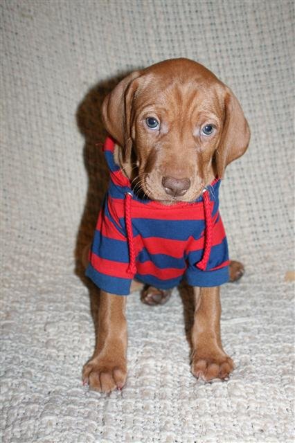 riggs_327bfd79f526132ff2b29a53a10bf7939ed5d59a.jpg