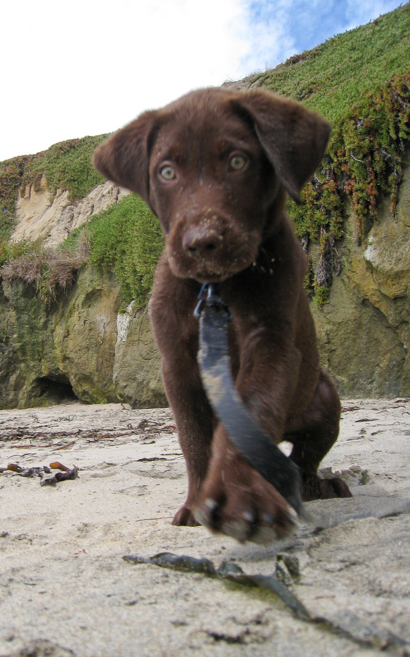 riley-dog-beach-12w.jpg