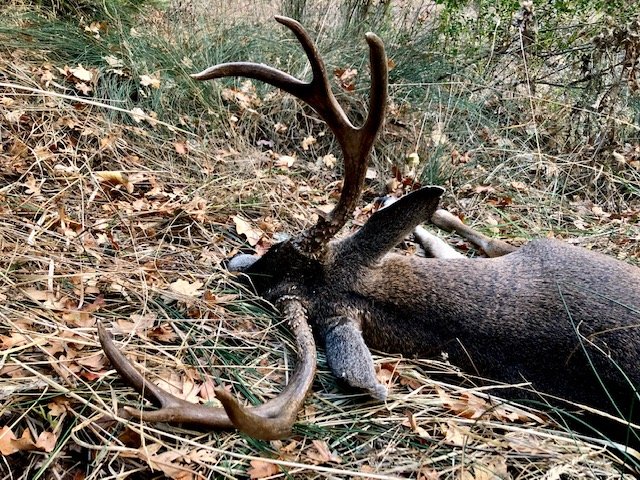 riodeer.jpg
