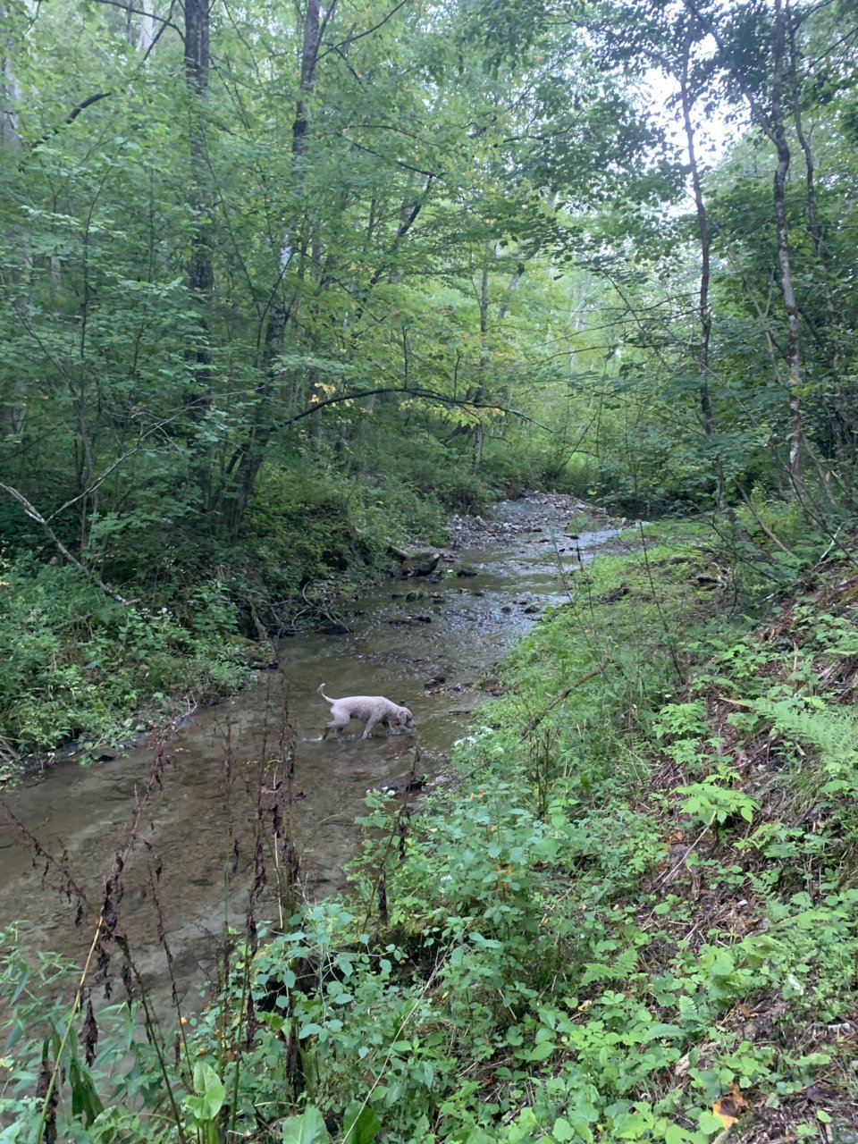 river.jpg