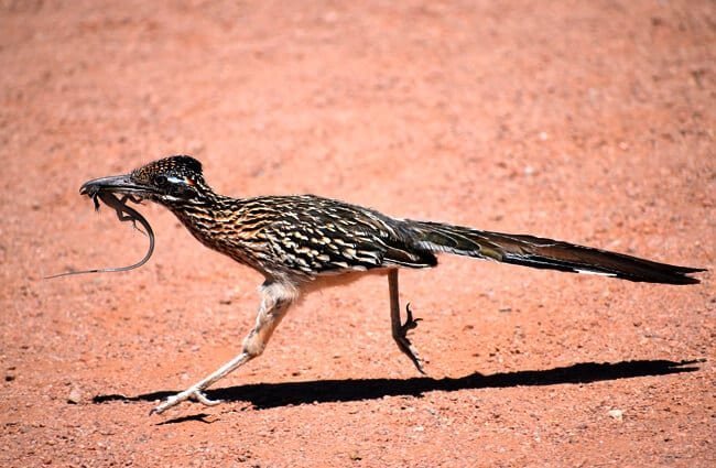 Roadrunner.jpg