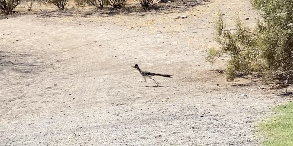 RoadRunner.png