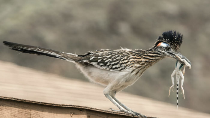 roadrunner1.jpg