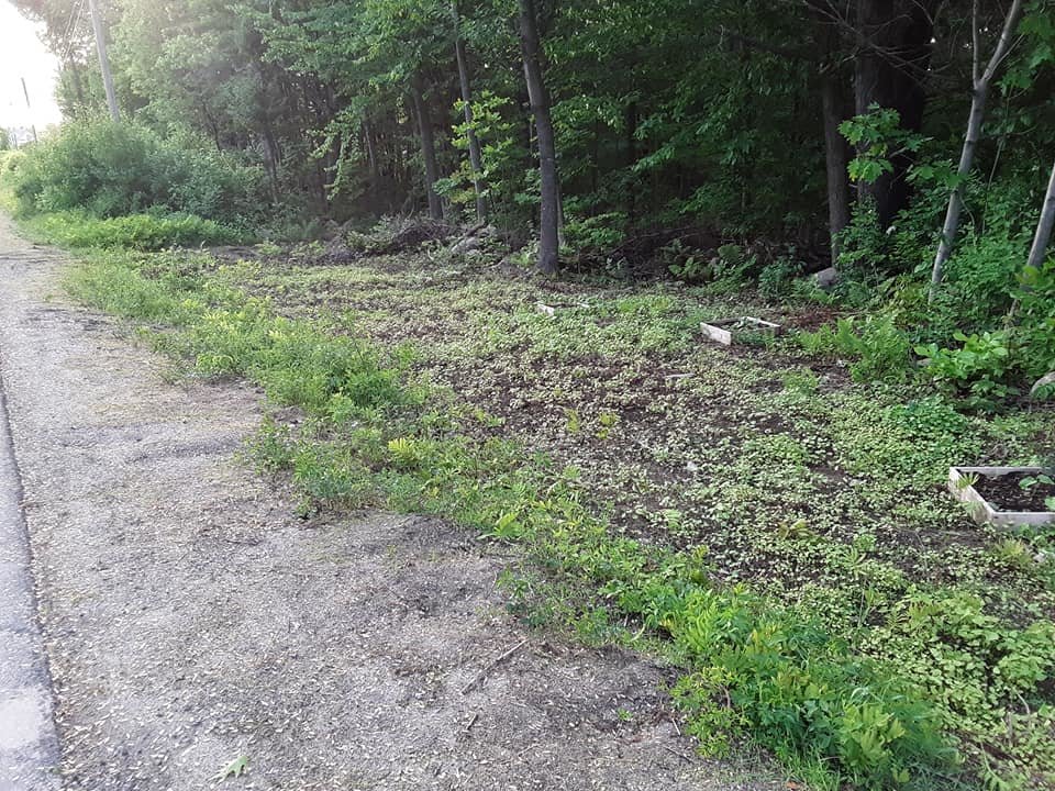 roadside 2.jpg