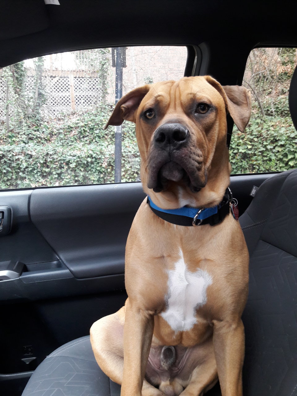 Rocco in truck.jpg