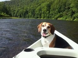 Rocky drift boat West Branch Delaware river.jpg