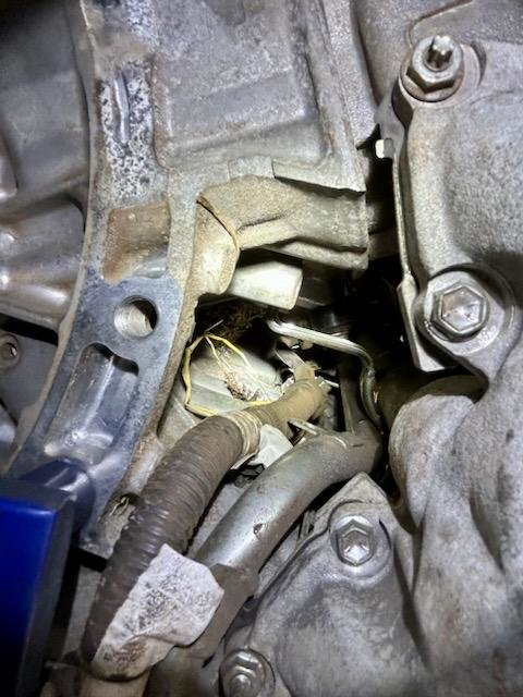 rodent damage 2.jpg