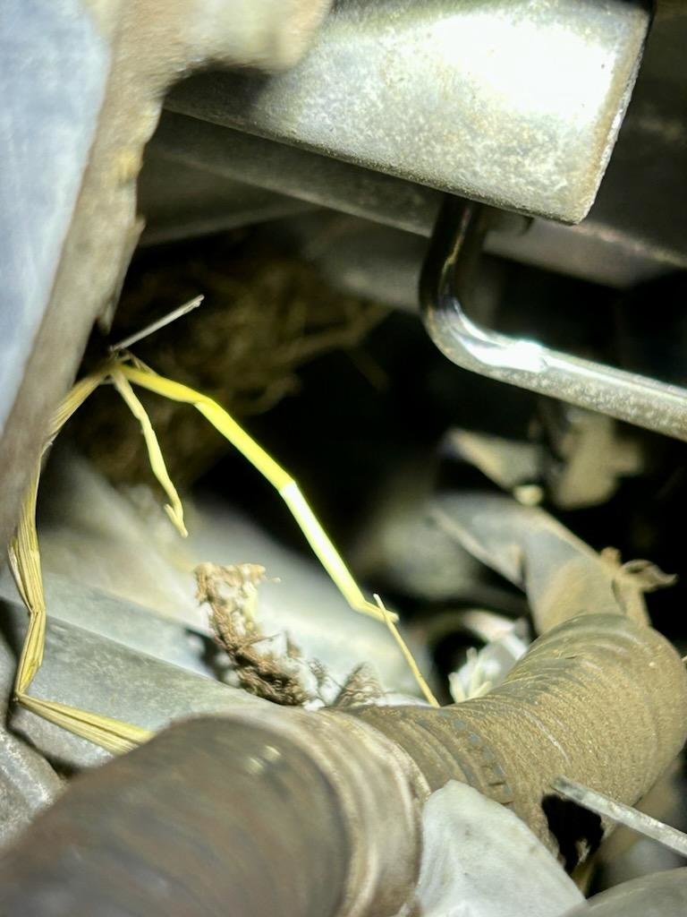 rodent damage 3.jpg