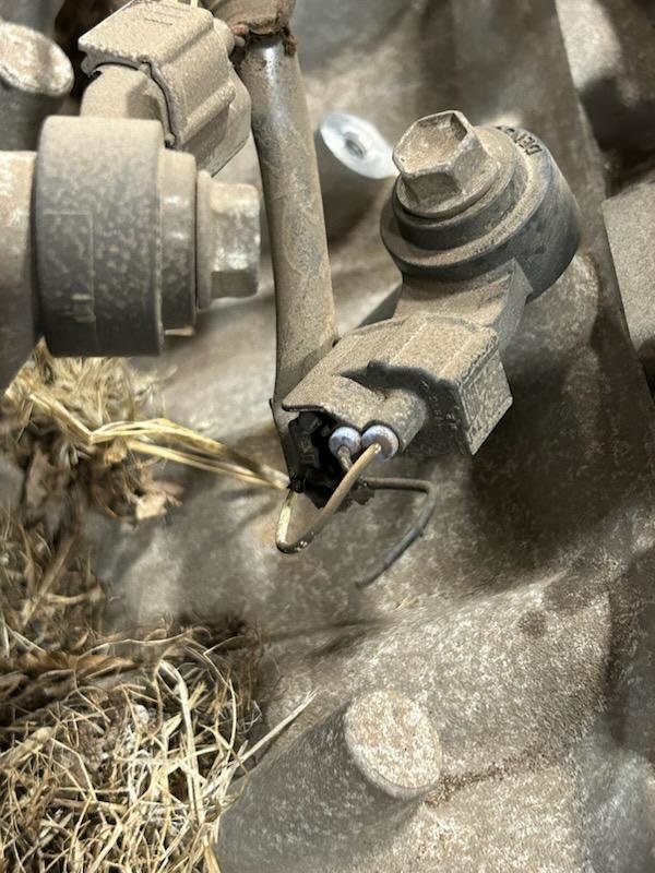 rodent damage 5.jpg