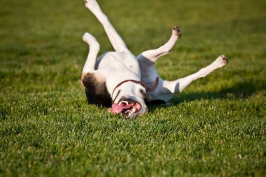 rofl-dog-big.jpg