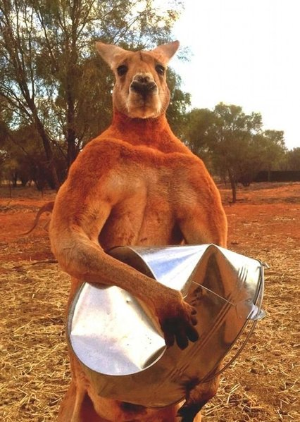 Roger Crushes with bar paws.jpg