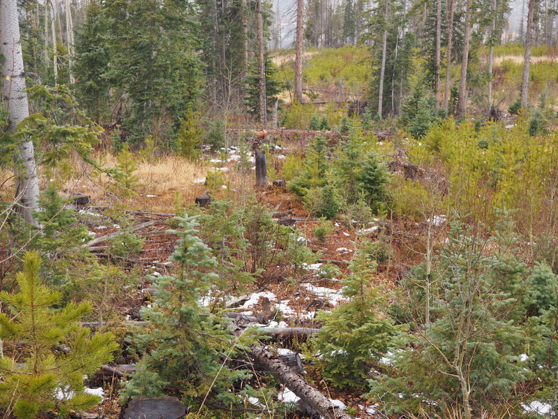 Rollins Pass Dos 1534.jpg