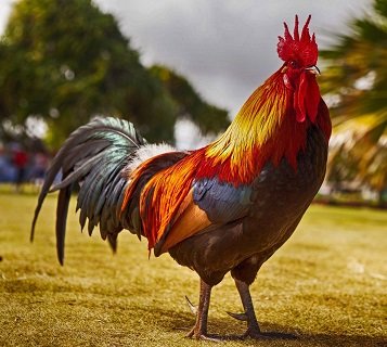 rooster.jpg
