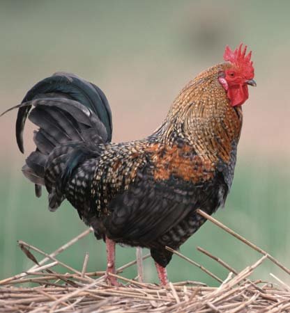 rooster_9cf66022ad675230ae0a524ff130648f126c7afd.jpg
